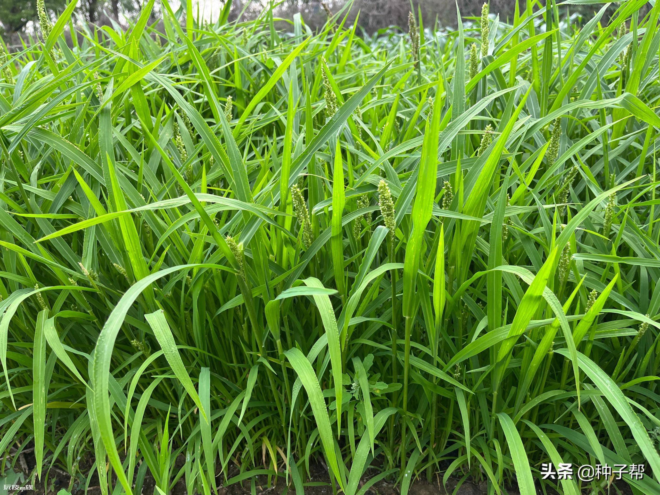 草鱼吃什么草最好养(草鱼爱吃这两种草长得快)-图片1